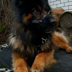 IvoryJeans5094의 Your a German Shepherd