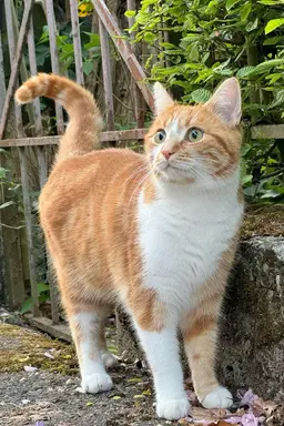 Profile image of キイロ