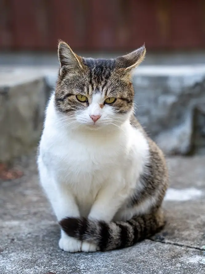 FinalGirl1054의 野良猫サバイバル