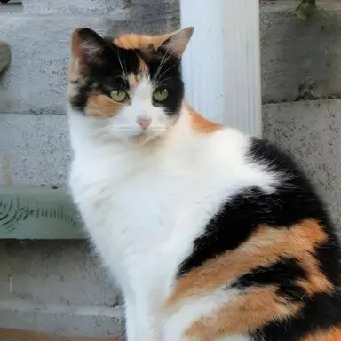 Profile image of ミケ