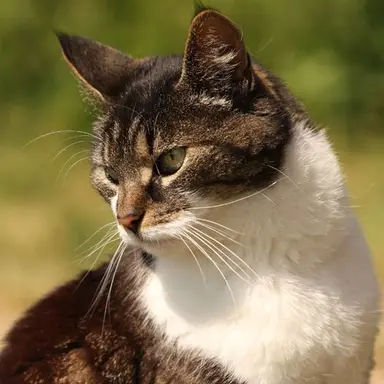 Profile image of ボス