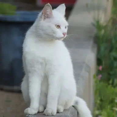 Profile image of シロ