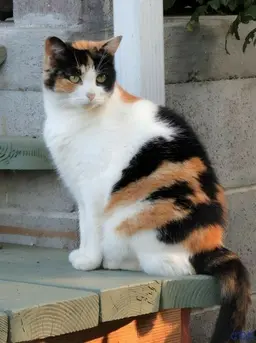 Profile image of ミケ