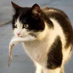 Profile image of ブチ