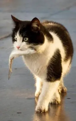 Profile image of ブチ