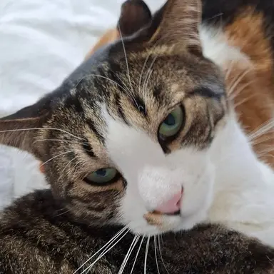 Profile image of 검캣