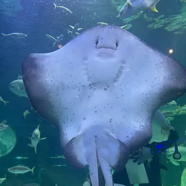 Profile image of 가오리