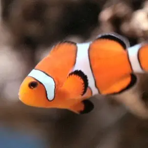 Profile image of 흰동가리