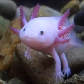 Profile image of 우파루파