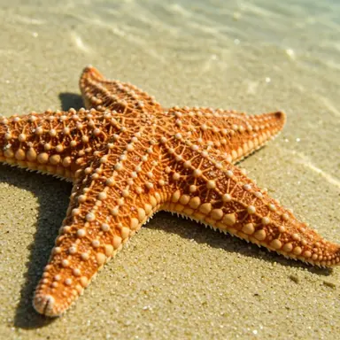 Profile image of 불가사리