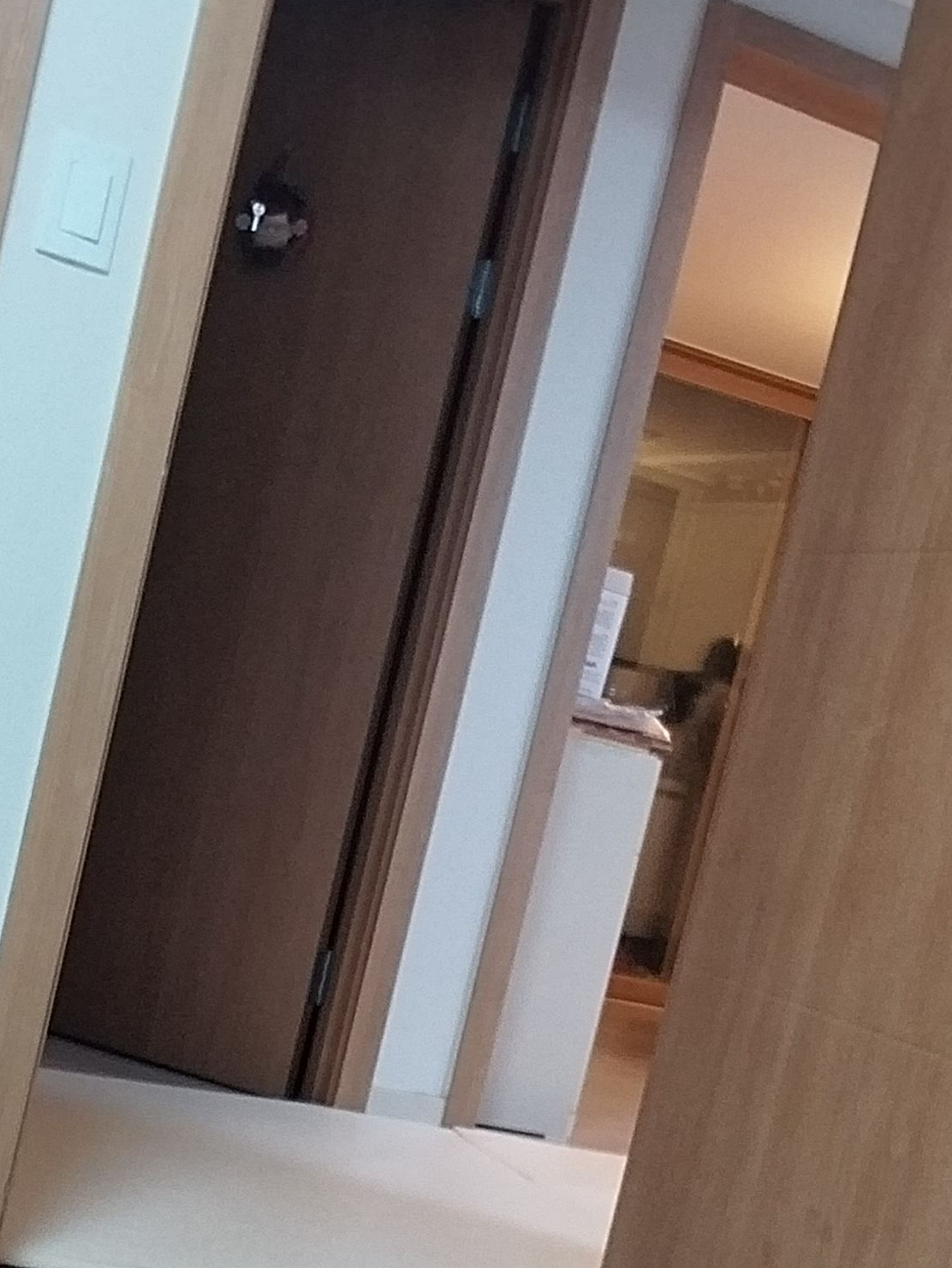 꽥고팀미(여우×늑대) 대표 이미지