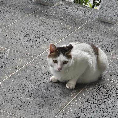 Profile image of 엄마냥