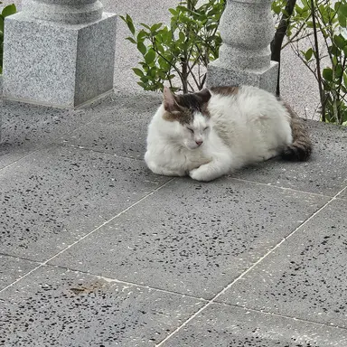 Profile image of 첫째 고양이