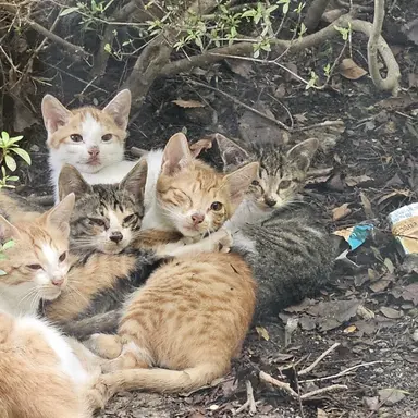 Profile image of 쌍둥이 냥이 5인방