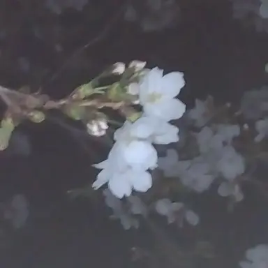 Profile image of 清光