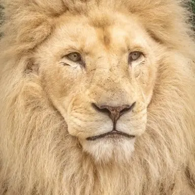 Profile image of 무파사