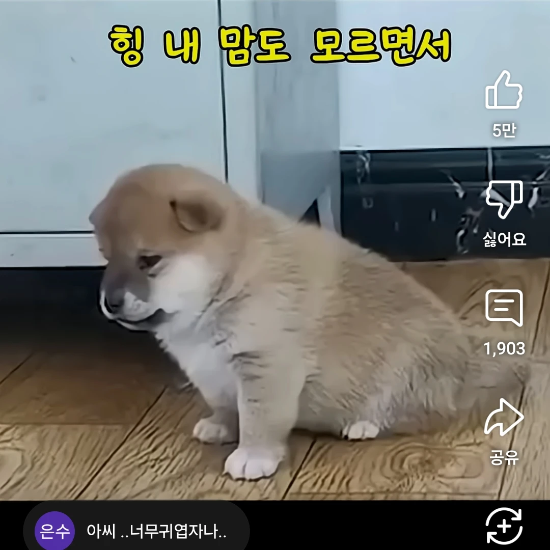 졸귀강아지