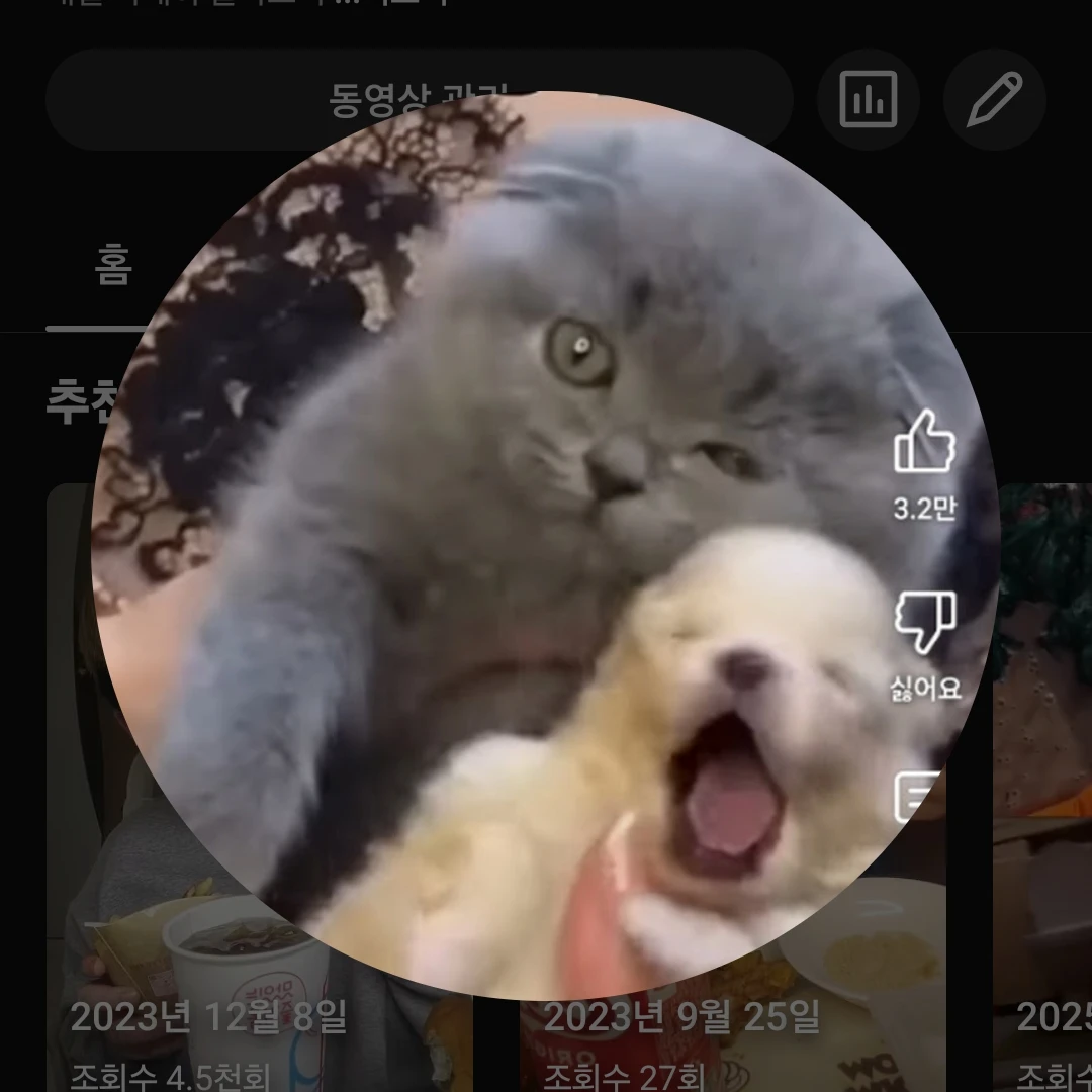 고양상아지
