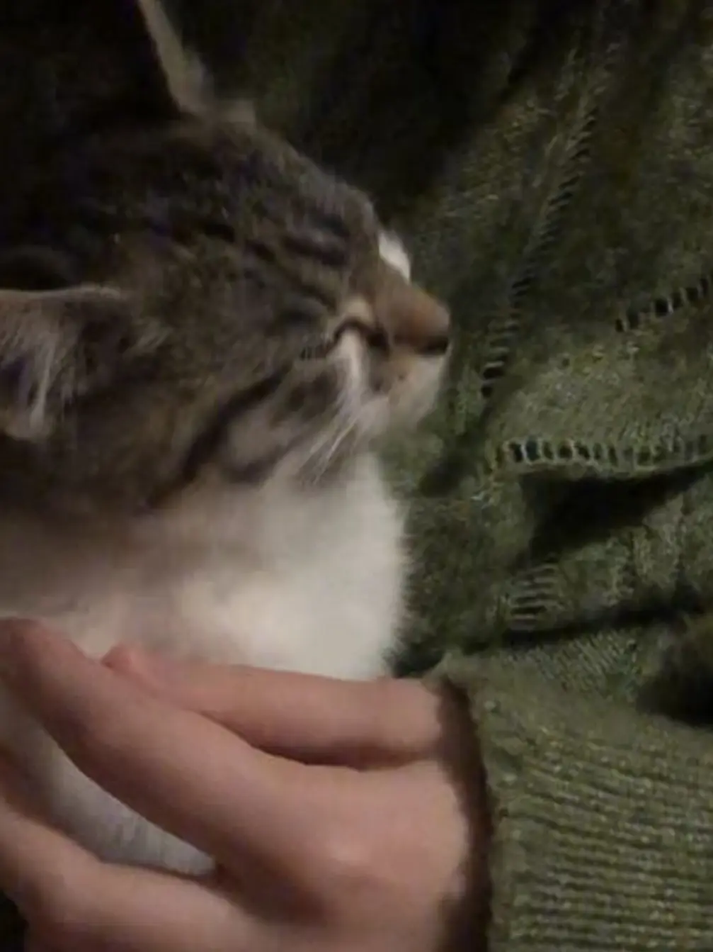 I.nseum의 猫の背中に、隠した本音