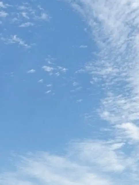 Wedid.younghonii의 남녀무리