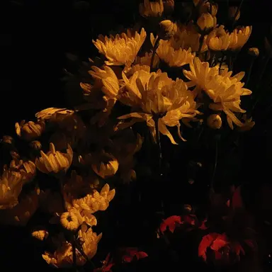 Profile image of 쪼만