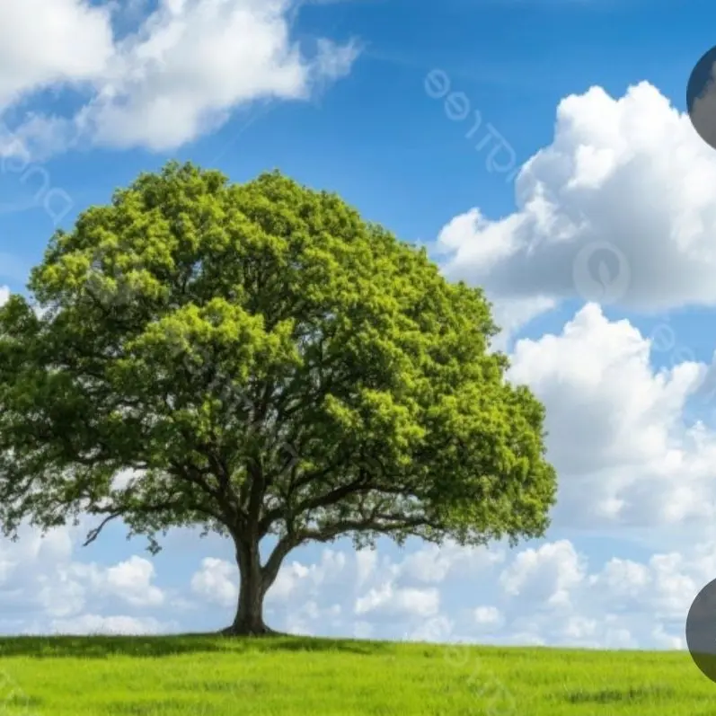 CoralThrow2030의 신이능력줌