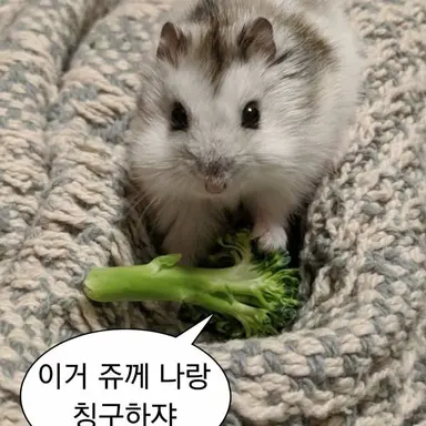 Profile image of 덕개