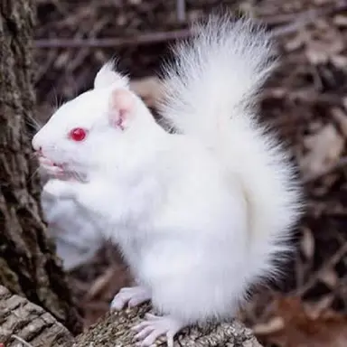 Profile image of マメ