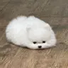 Profile image of Jihoon (Dog)