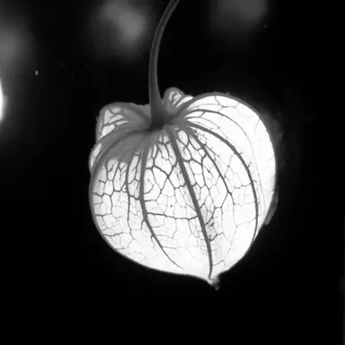 Profile image of 不破湊