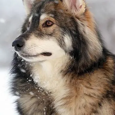 Profile image of 강늑대