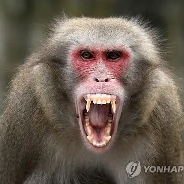 Profile image of 여우