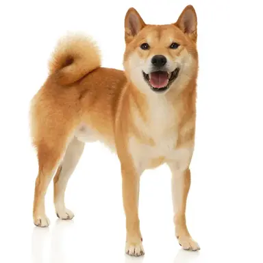 Profile image of 늑대