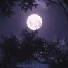Profile image of 조직보스