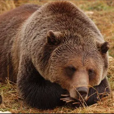 Profile image of グリズリー