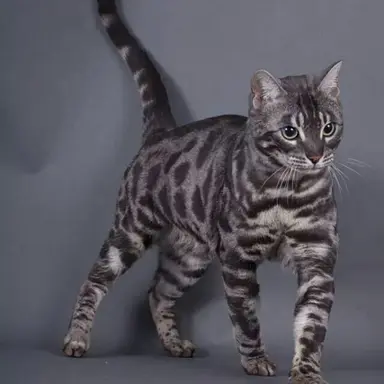 Profile image of Nightstripe