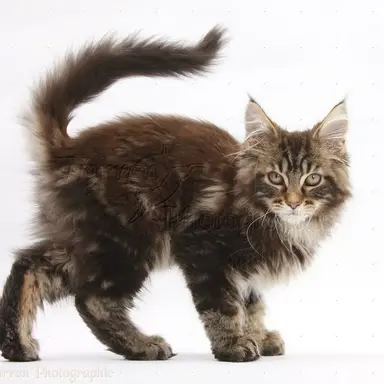 Profile image of Brackenpaw