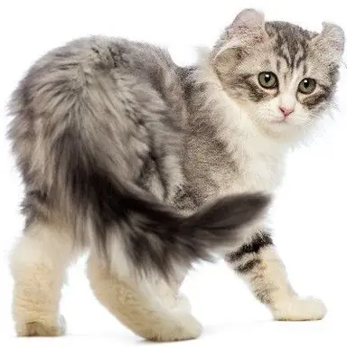 Profile image of Howlpaw