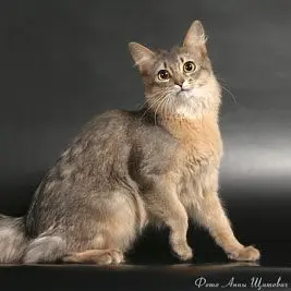 Profile image of Duskfeather