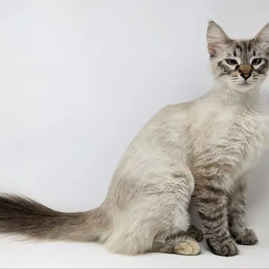 Profile image of Frostwhisker
