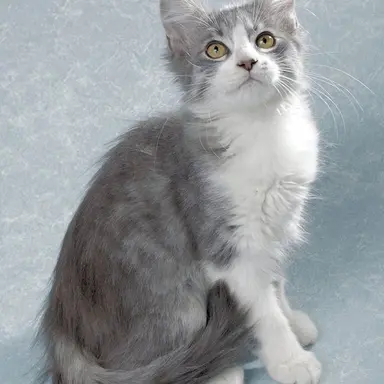 Profile image of Silverflank