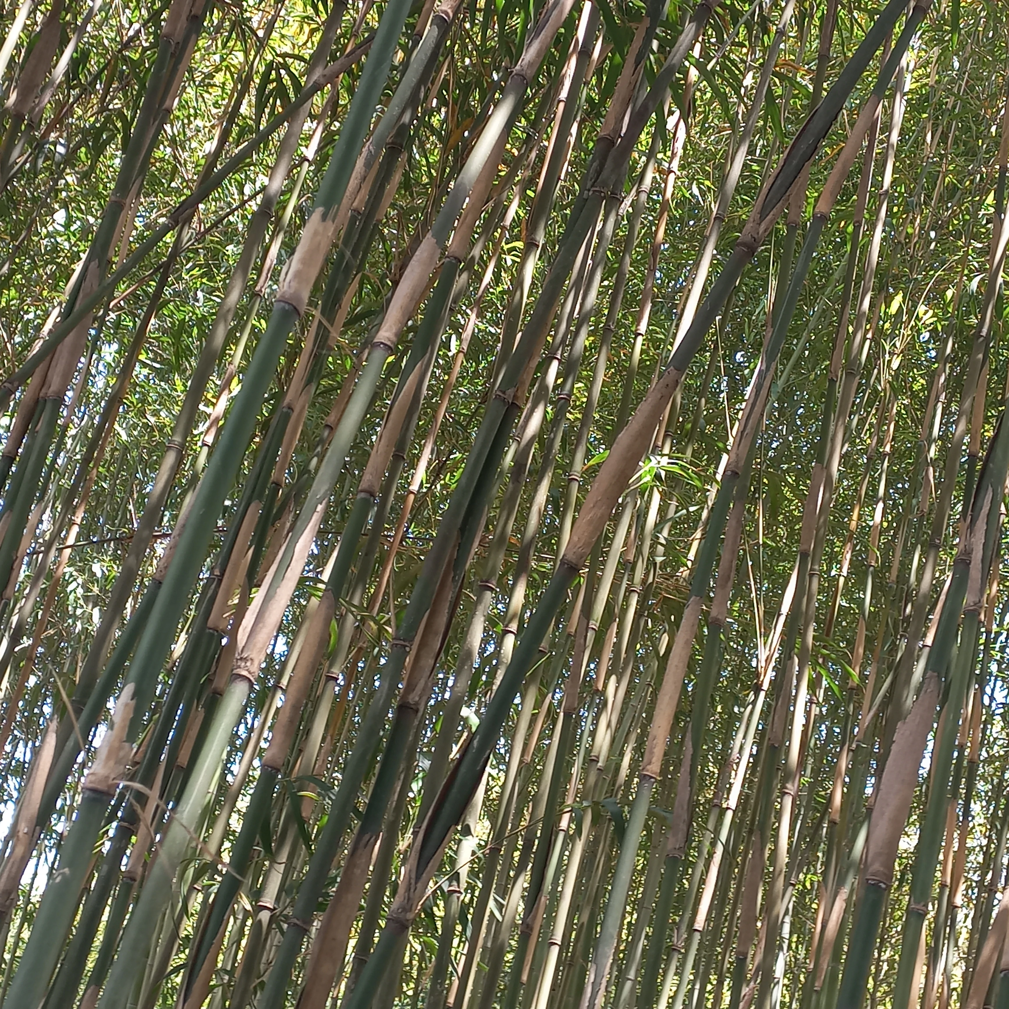 이주연