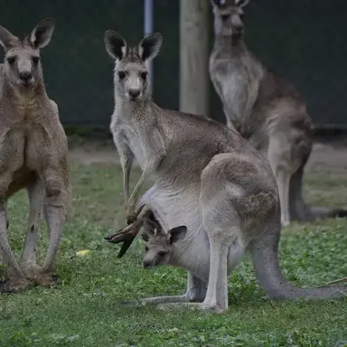 Profile image of 서루아