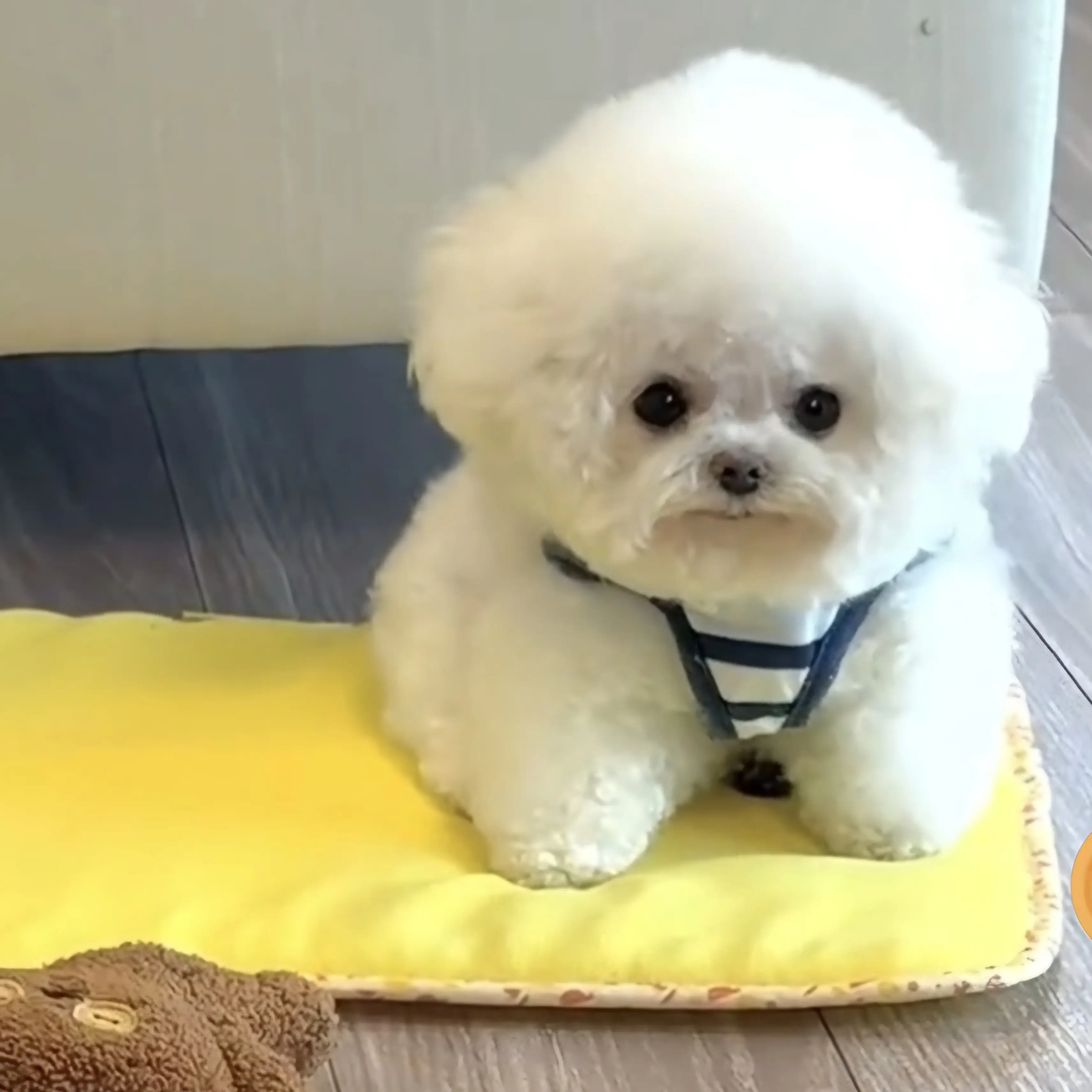 AngstyMiki9186의 아기 강아지