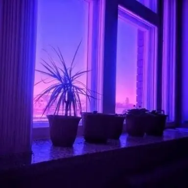 Profile image of 멜로우