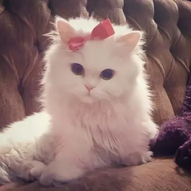 Profile image of ハニ