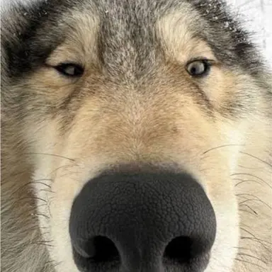 Profile image of 늑대