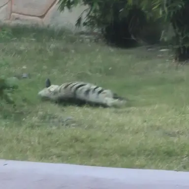 Profile image of 늑대