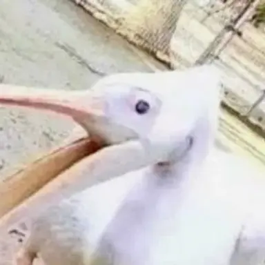 Profile image of 여우