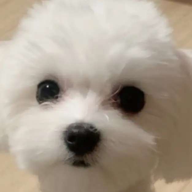 ChewyDisc9264의 말티즈